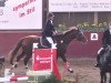 Springpferd Carlos 524 (Hessisches Warmblut, 2004, von Calido I)