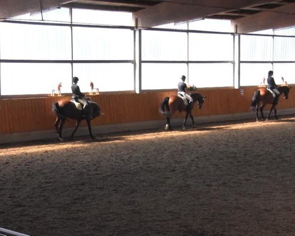 dressage horse Loriot 326 (Westphalian, 2002, from Lamoureux I)