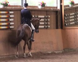 dressage horse Friedländer (Westphalian, 1995, from Florestan I)