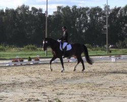 dressage horse Sir Rosenstolz (Westphalian, 2005, from Sunny-Boy)