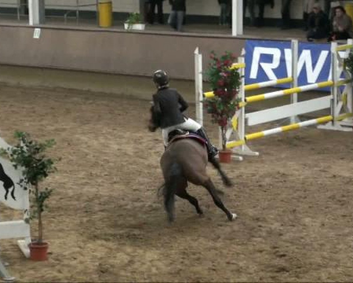 Springpferd Mr. Knister (Deutsches Reitpony, 2001, von Mentos)
