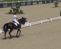 dressage horse Rosenglanz 3 (Oldenburg, 2005, from Rosentanz)