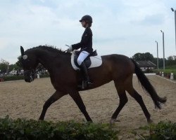 dressage horse Fleur de Coeur 4 (Westphalian, 2008, from Fuerstentraum 2)