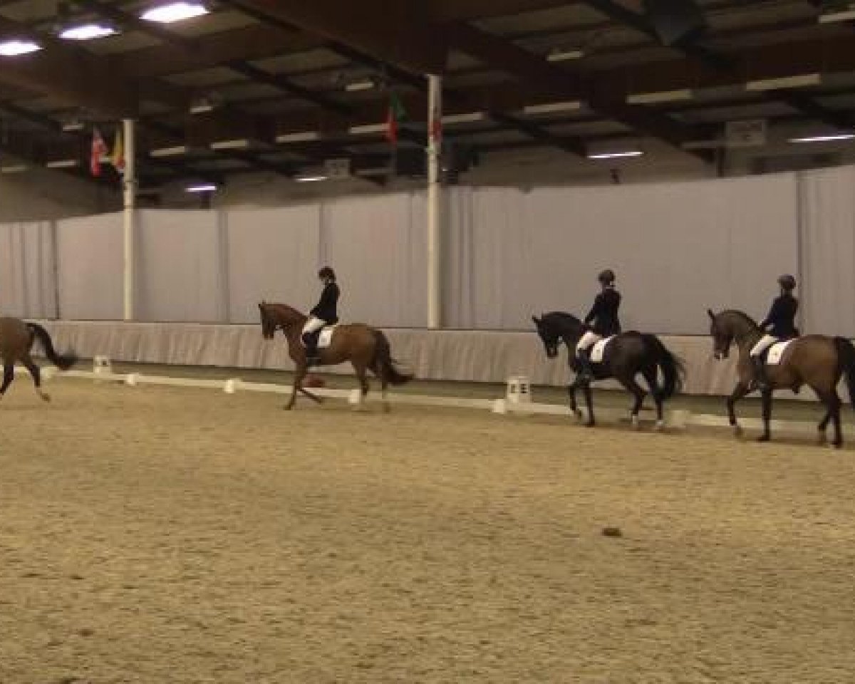 dressage horse Fantomas (Westphalian, 1999, from Florestan I)