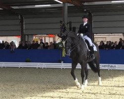 dressage horse Walt Disney C (Hanoverian, 2005, from Wolkenstein II)