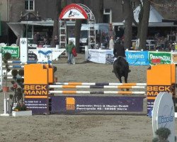 jumper Quanta 15 (Oldenburg show jumper, 2010, from Quintender 2)