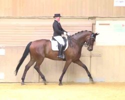 dressage horse Wolkenprinz 8 (Hanoverian, 2001, from Wolkenstein II)