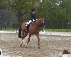 dressage horse Fürst Feivel (Westphalian, 2003, from Fürst Piccolo)