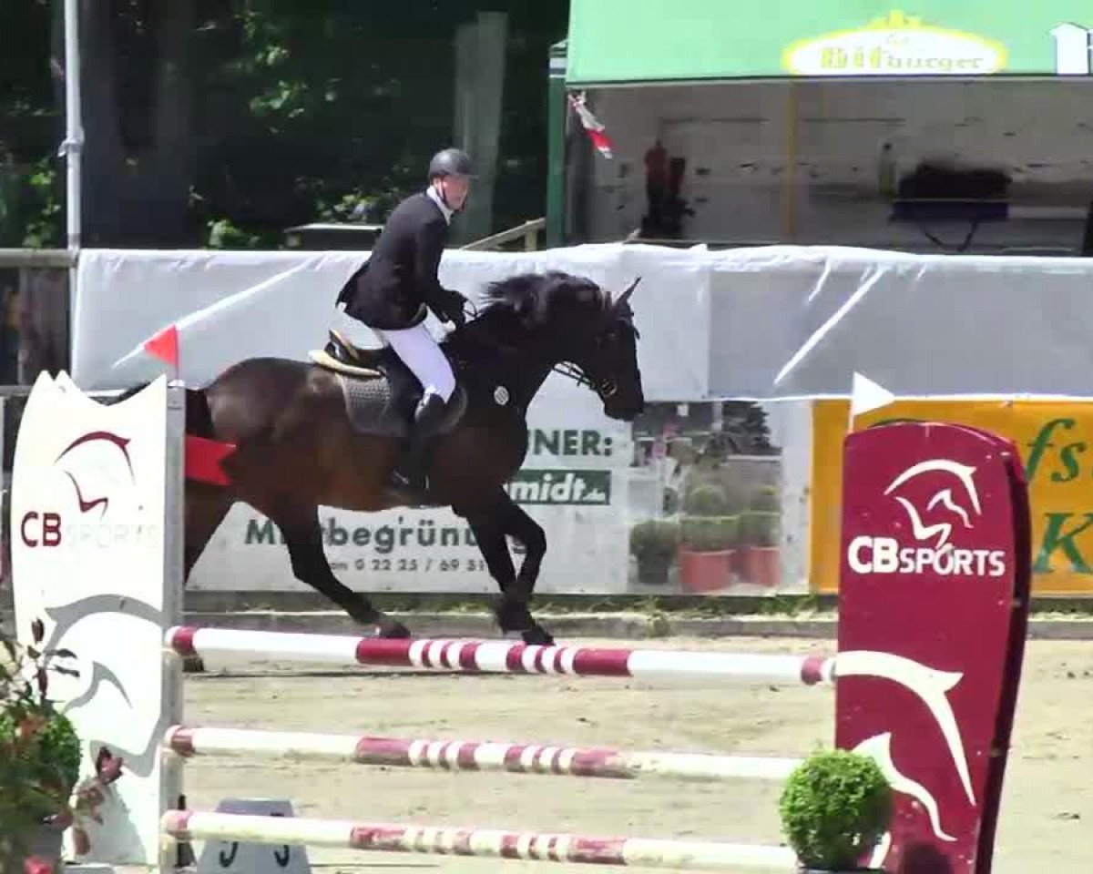 jumper Fürst Hermann (Westphalian, 2003, from Fürst Piccolo)