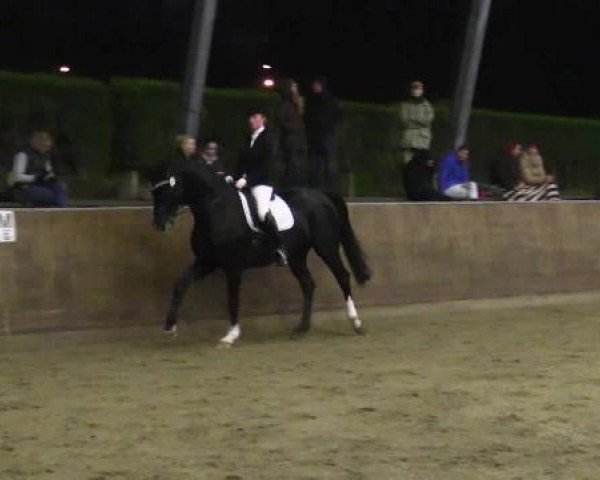 dressage horse Wings of Freedom (Hanoverian, 2001, from Waterford)