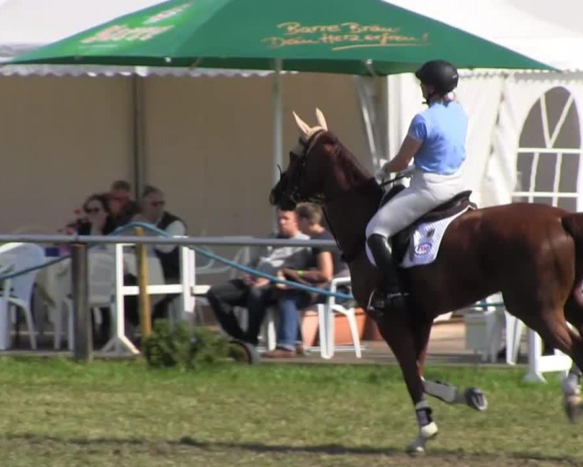 jumper Little Lord 81 (Hanoverian, 2003, from Laptop)