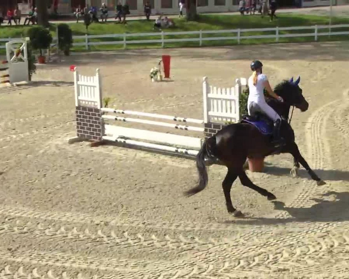 jumper Castello 154 (Hanoverian, 2004, from Contendro I)