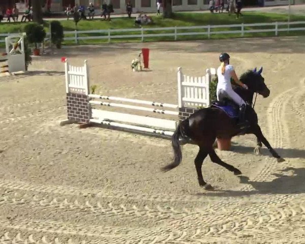 jumper Castello 154 (Hanoverian, 2004, from Contendro I)