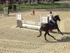 jumper Castello 154 (Hanoverian, 2004, from Contendro I)