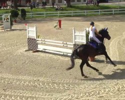 jumper Castello 154 (Hanoverian, 2004, from Contendro I)