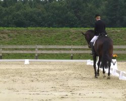 dressage horse Herzdame B (Hanoverian, 2004, from His Highness)