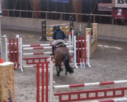 jumper Constantin K (Hanoverian, 2004, from Conteur)