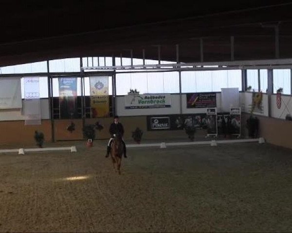 dressage horse Rosenrot 27 (Hanoverian, 2005, from Rosario)