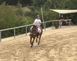 jumper Chen (Zweibrücken, 2003, from Cosaro)