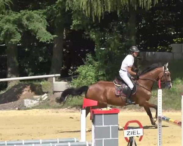 jumper Babiole (Luxembourg horse, 2006, from Baloubet du Rouet)