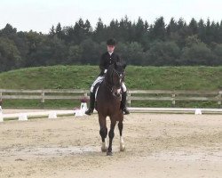 dressage horse Riverman 8 (Bavarian, 1999, from Rivero II)