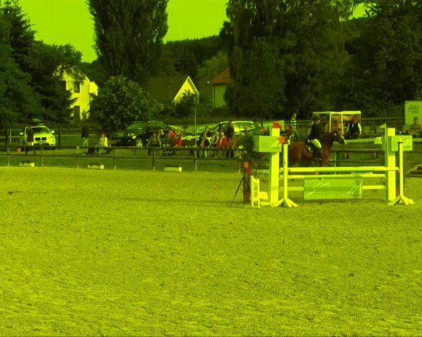 horse Wilma (Hanoverian, 1999, from Weltadel I)