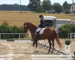 dressage horse Waltimore (Hanoverian, 1997, from Walt Disney I)