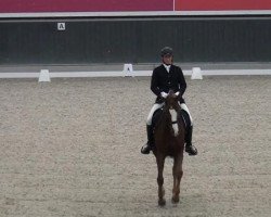 dressage horse Monsieur Lipic (Westphalian, 2002, from Münchhausen)