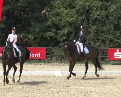 dressage horse Lui Lennox (Hanoverian, 2006, from Londonderry)