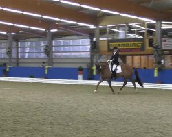 dressage horse Golden Boy 112 (Hanoverian, 1997, from Grand Cru)