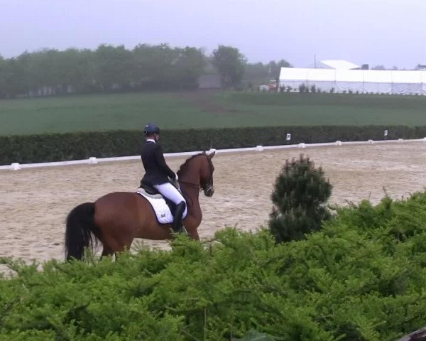 dressage horse Cracker Jack 9 (Oldenburg, 2004, from Chico's Boy)