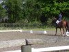 dressage horse Weltino 19 (Hanoverian, 1999, from Weltmeyer)