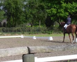 dressage horse Weltino 19 (Hanoverian, 1999, from Weltmeyer)