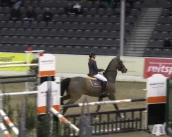 jumper Contigo 27 (Hanoverian, 2003, from Chasseur I)