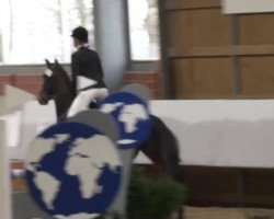 jumper Farno 6 (Hanoverian, 2001, from Full Speed)