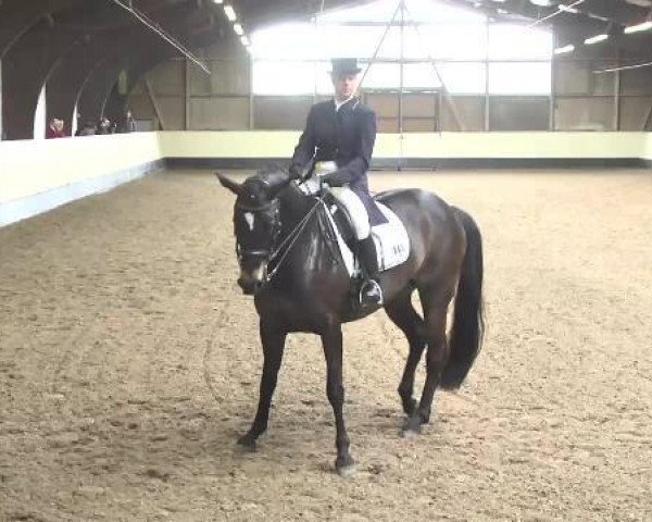 dressage horse Alaszara (Württemberger, 2003, from Alassio)