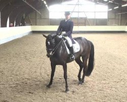 dressage horse Alaszara (Württemberger, 2003, from Alassio)