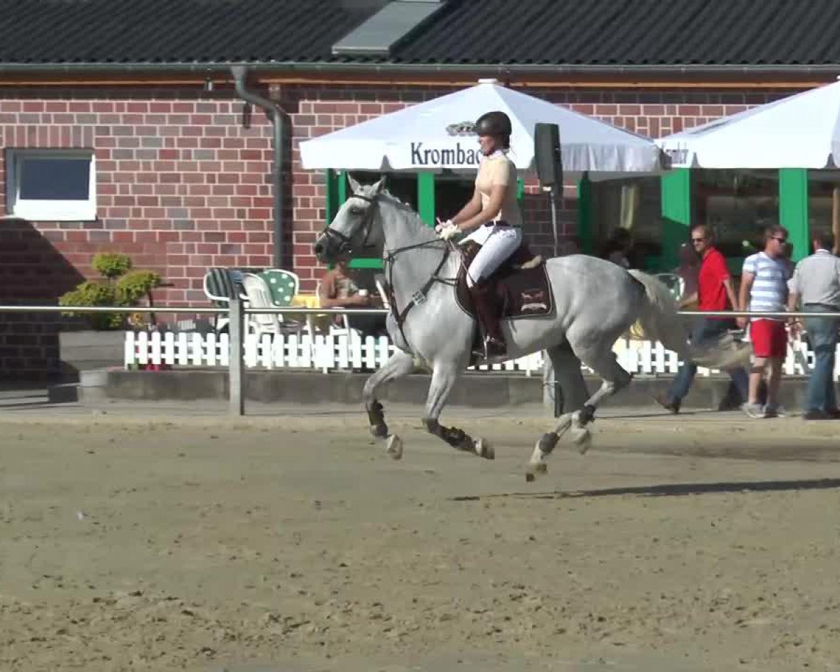 broodmare Masuri 3 (Holsteiner, 2004, from Carolus I)