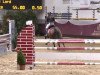 jumper Carlos 377 (Holsteiner, 2000, from Caretino)