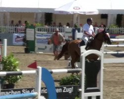 jumper Wendys Boy (Oldenburg show jumper, 2005, from Baloubet du Rouet)