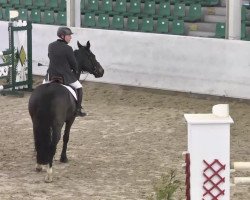 jumper Countess 14 (Oldenburg show jumper, 2005, from Corleone)