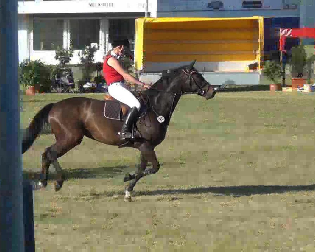 jumper Quick Step (Holsteiner, 2002, from Quantum)