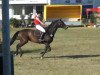 Springpferd Quick Step (Holsteiner, 2002, von Quantum)