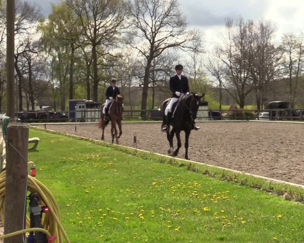 Reitturnier Schwanewede 2021