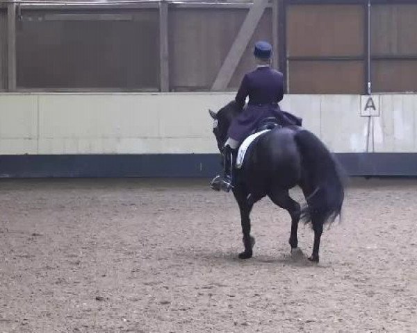 dressage horse Grace Kelly 79 (Bavarian, 2001, from Clintino)