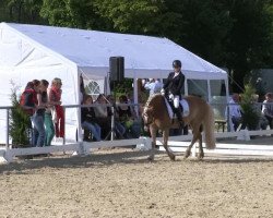 dressage horse Ratina 159 (Holsteiner, 2000, from Ramirado)