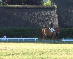 dressage horse Mantegna (Hanoverian, 1996, from Matcho AA)