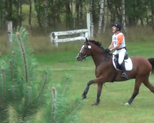 eventing horse Rush and gamble FBW (Württemberger, 2004, from Rubicell)