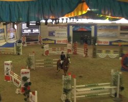 jumper Colorado Springx (Oldenburg show jumper, 2004, from Cordalme Z)