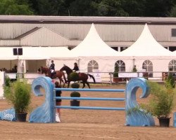 stallion Cayo Cuba (Oldenburg show jumper, 2003, from Captain Paul I)